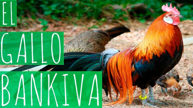 Descubre Todo Sobre El Gallo Bankiva Origen Caracter Sticas Y