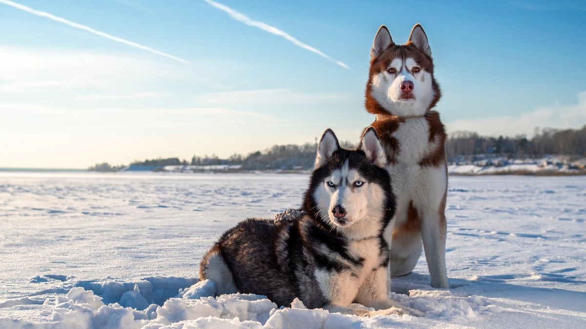5 razas de perros que parecen lobos