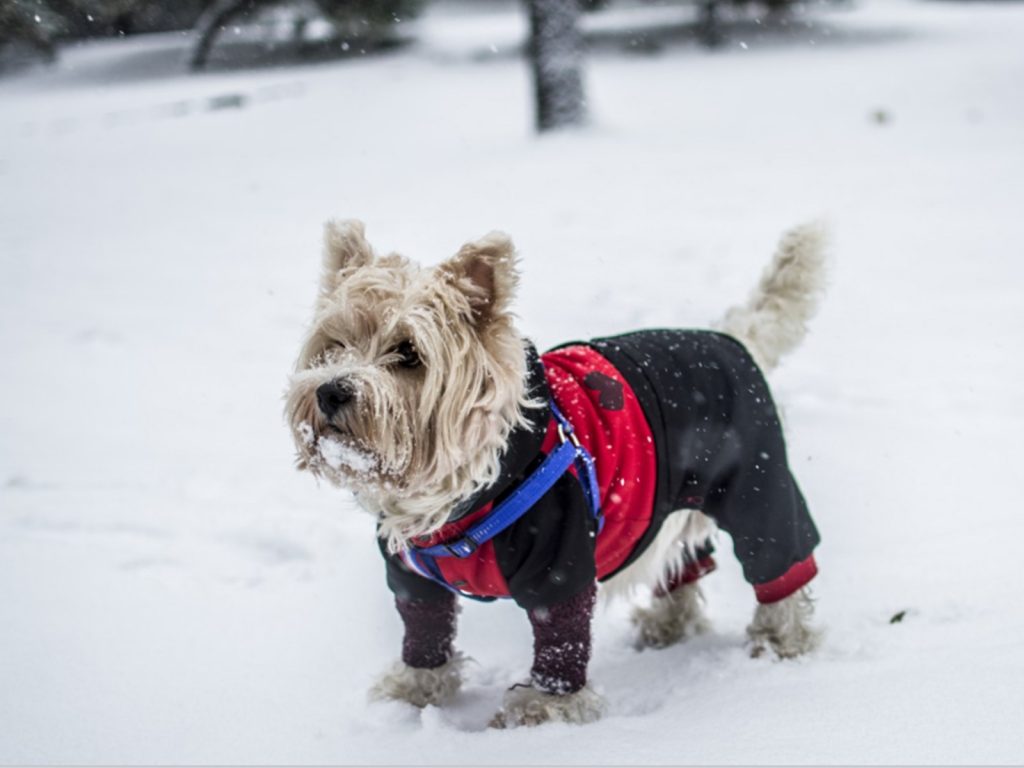 Abrigo para perro pequeño de invierno, ¿cuál elegir?