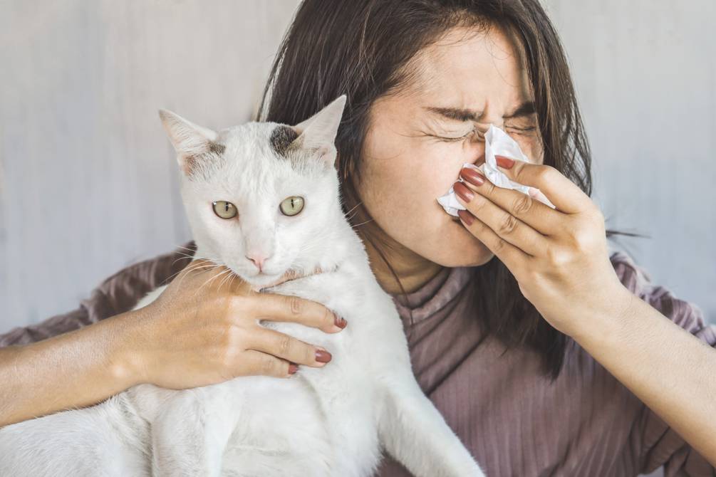alergia a los gatos 1