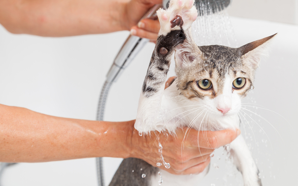 baño de gato