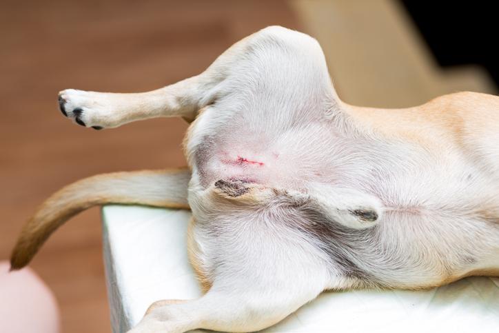 Castración de perros: lo que necesitas saber