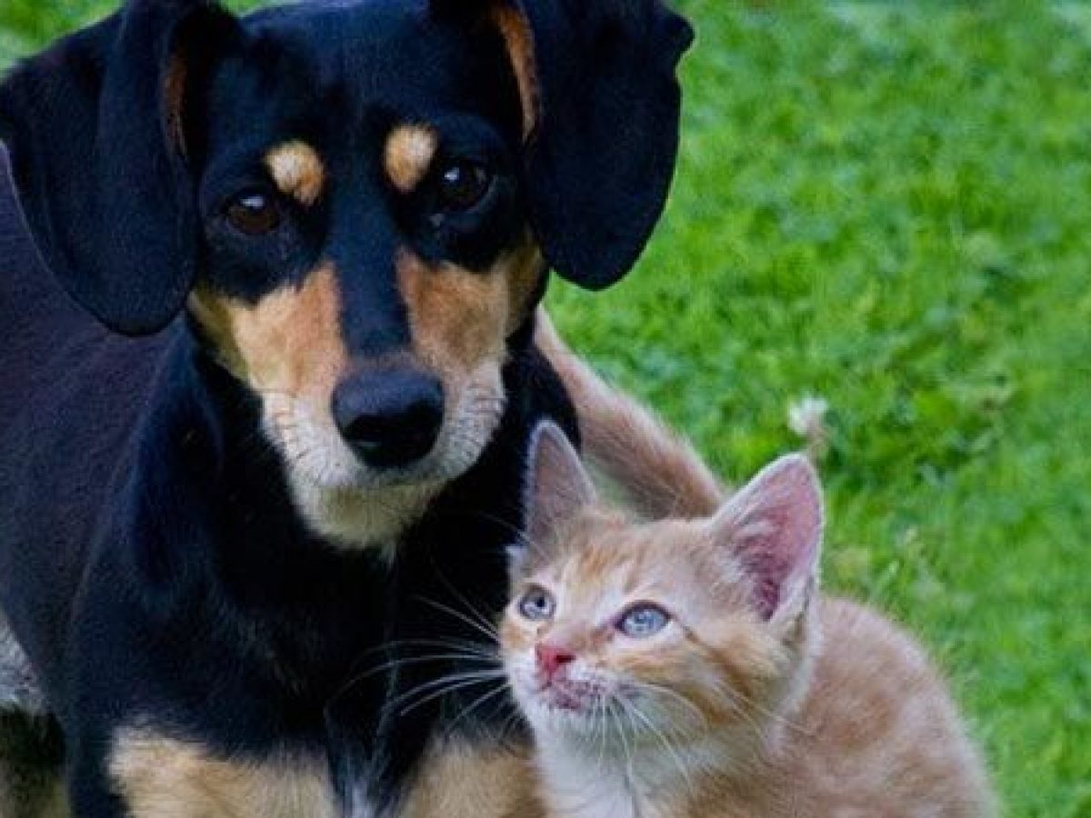 causas del estres en perros y gatos 1