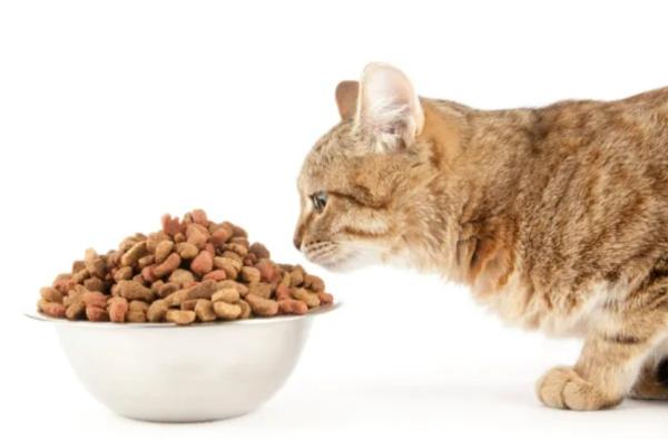 Comida para gatos: ¿a qué edad se deja de comer?