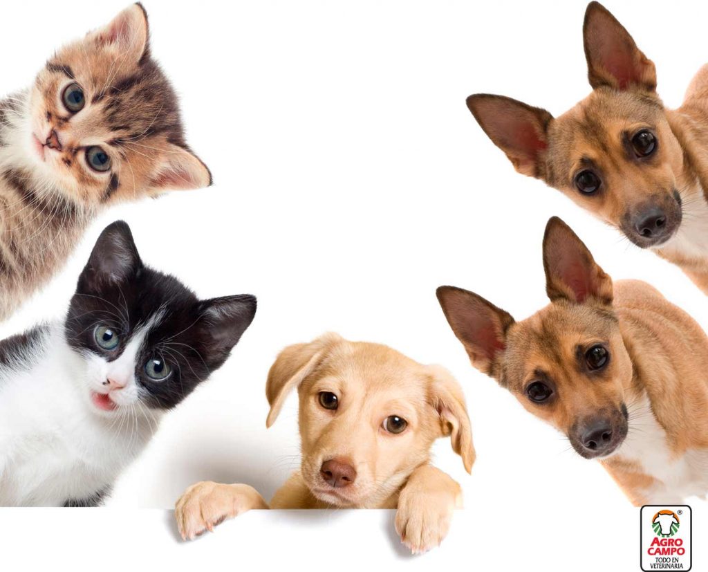 ¿Cómo adoptar y rehabilitar perros y gatos?