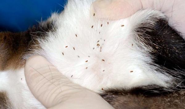como deshacerse de las pulgas en los gatos 1