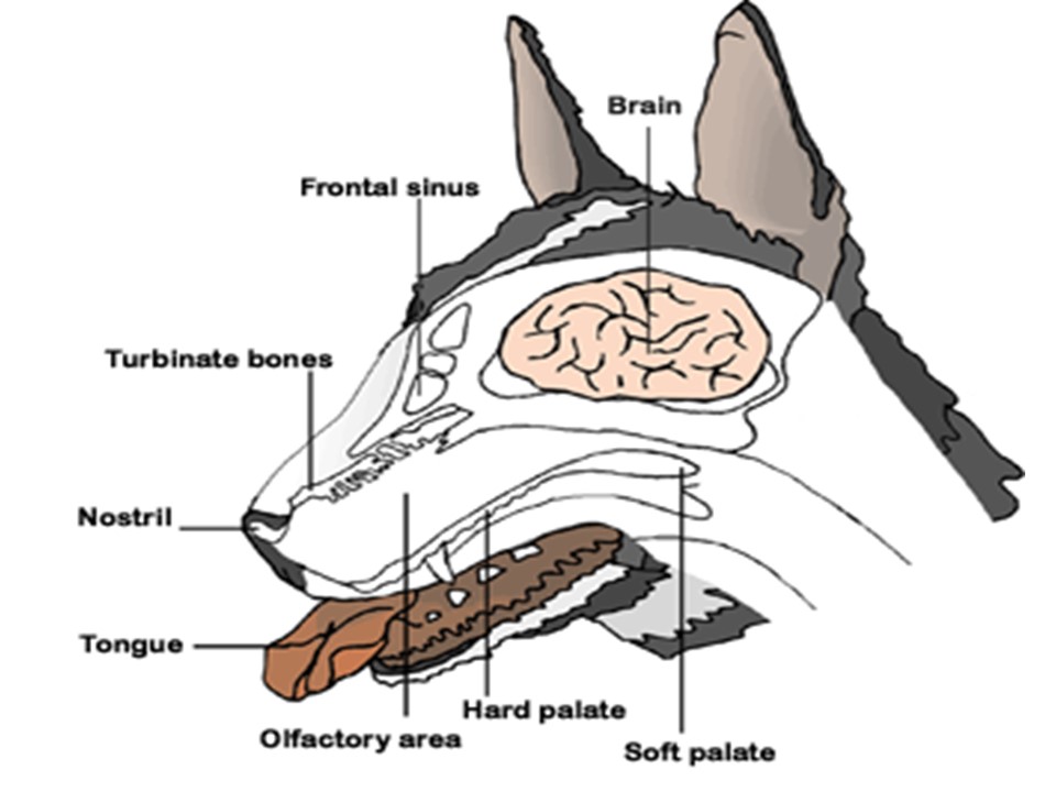 como funciona el sentido del olfato de un perro