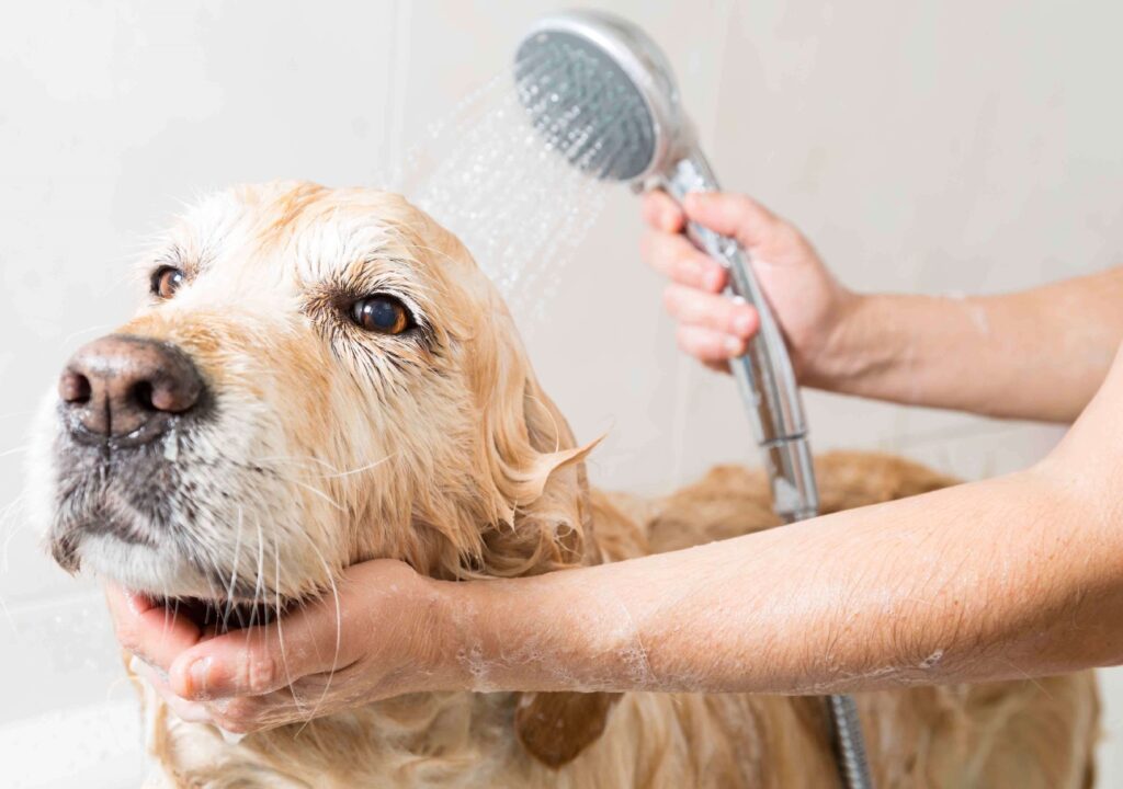 ¿Cómo lavar correctamente a tu perro?