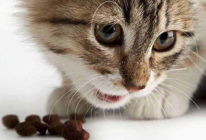 ¿Cómo prevenir las alergias e intolerancias alimentarias en gatos?