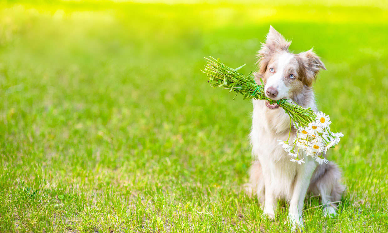 como tratar a tu perro con plantas con canibio