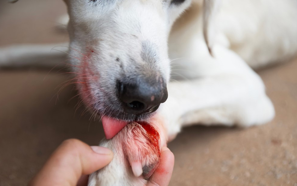 ¿Cómo tratar las heridas de un perro?