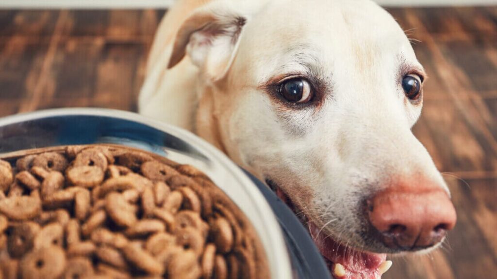 ¿Conoces la comida orgánica para perros?