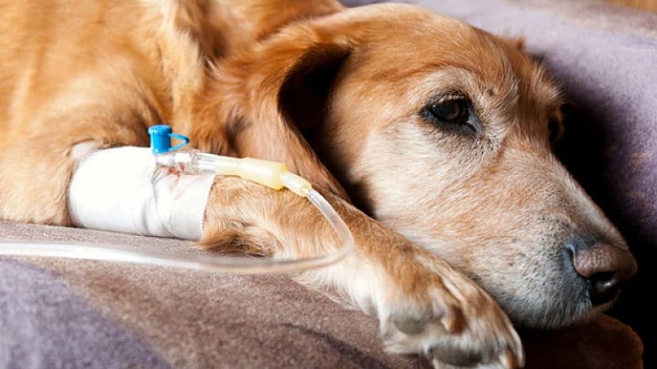 costo de quimio y radioterapia para perros
