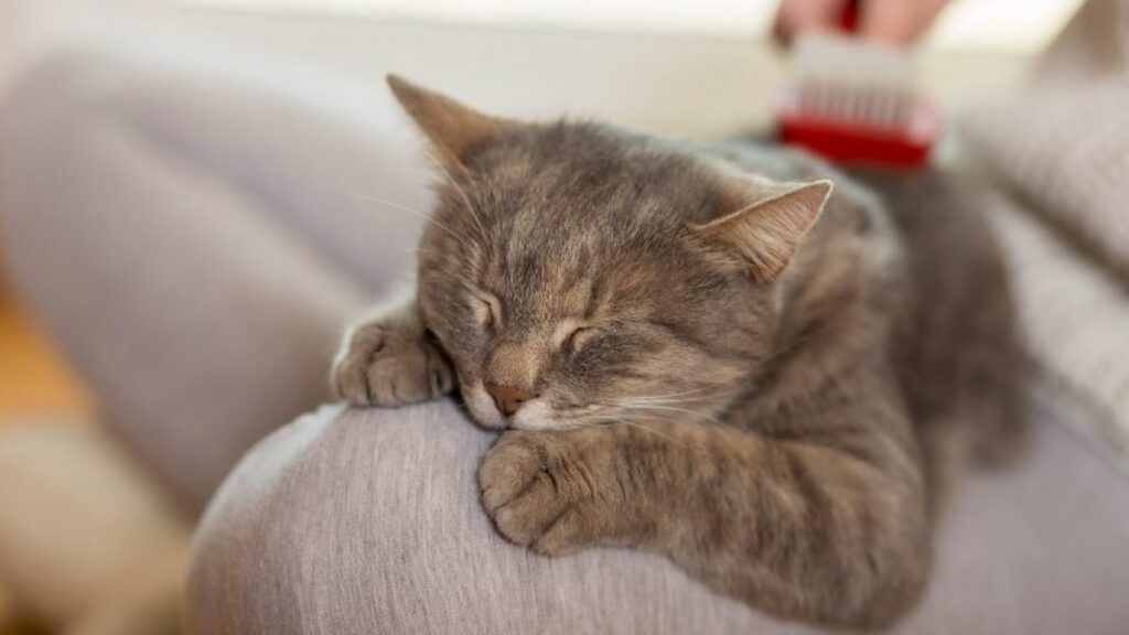 ¿Cuánto tiempo duerme un gato?