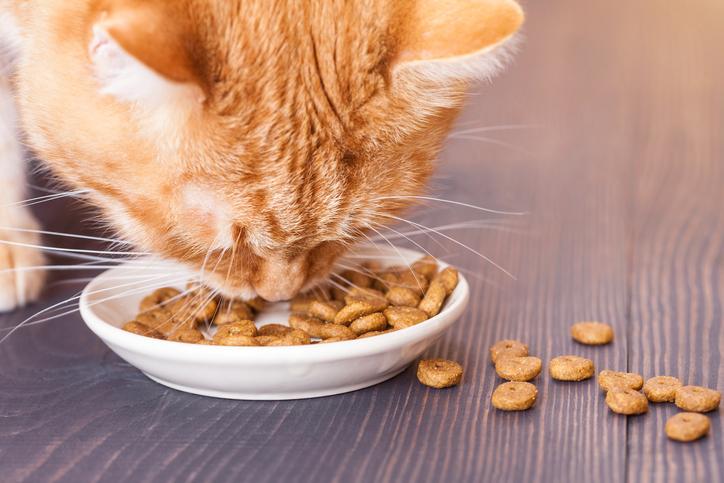 Dieta para gatos: ¿Cuándo deben los gatos ponerse a dieta?