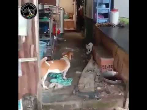 Dogo Argentino defiende a una ardilla contra un gato