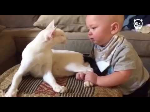 el bebe conoce al gato de la familia 1