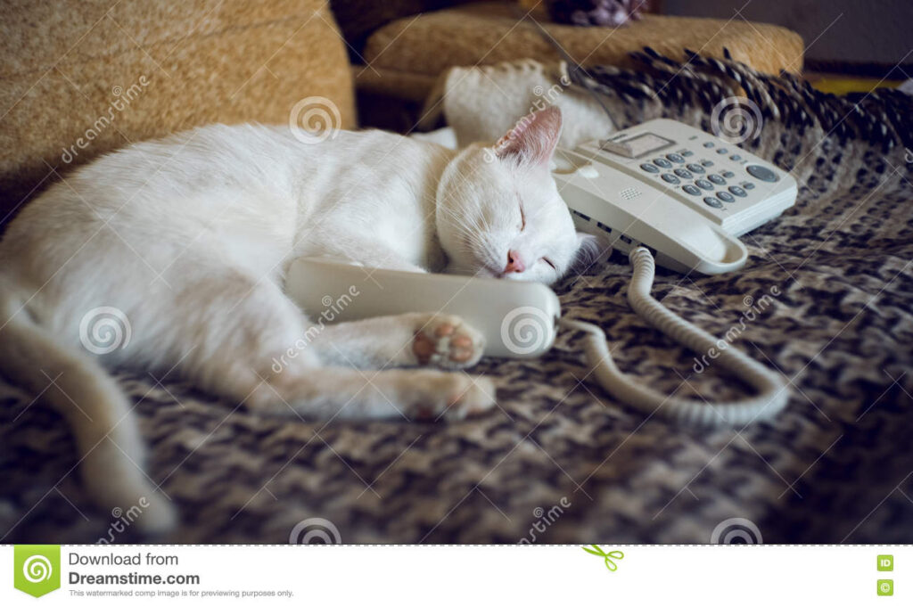 el gato contesta el telefono