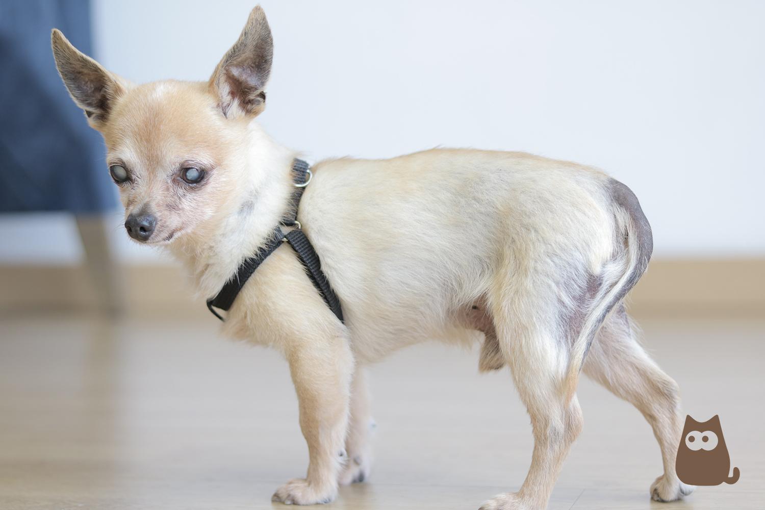 enfermedad de cushing en perros sintomas y tratamientos