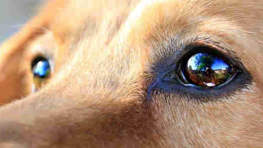 Enfermedades oculares en perros: detección de un trastorno ocular