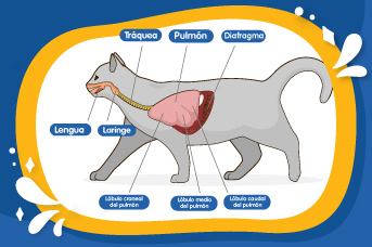 Enfermedades respiratorias en gatos