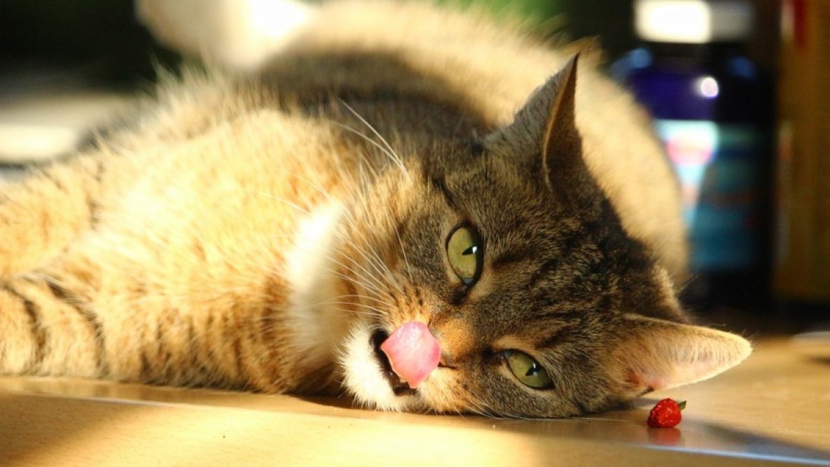 Evita que tu gato coma o lama artículos que no sean alimentos.