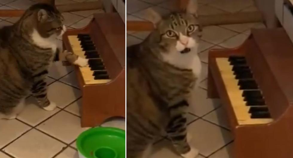 gato le gusta tocar el piano 1