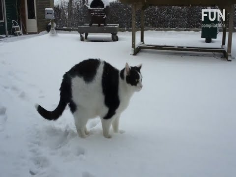 los gatos se divierten en la nieve 1