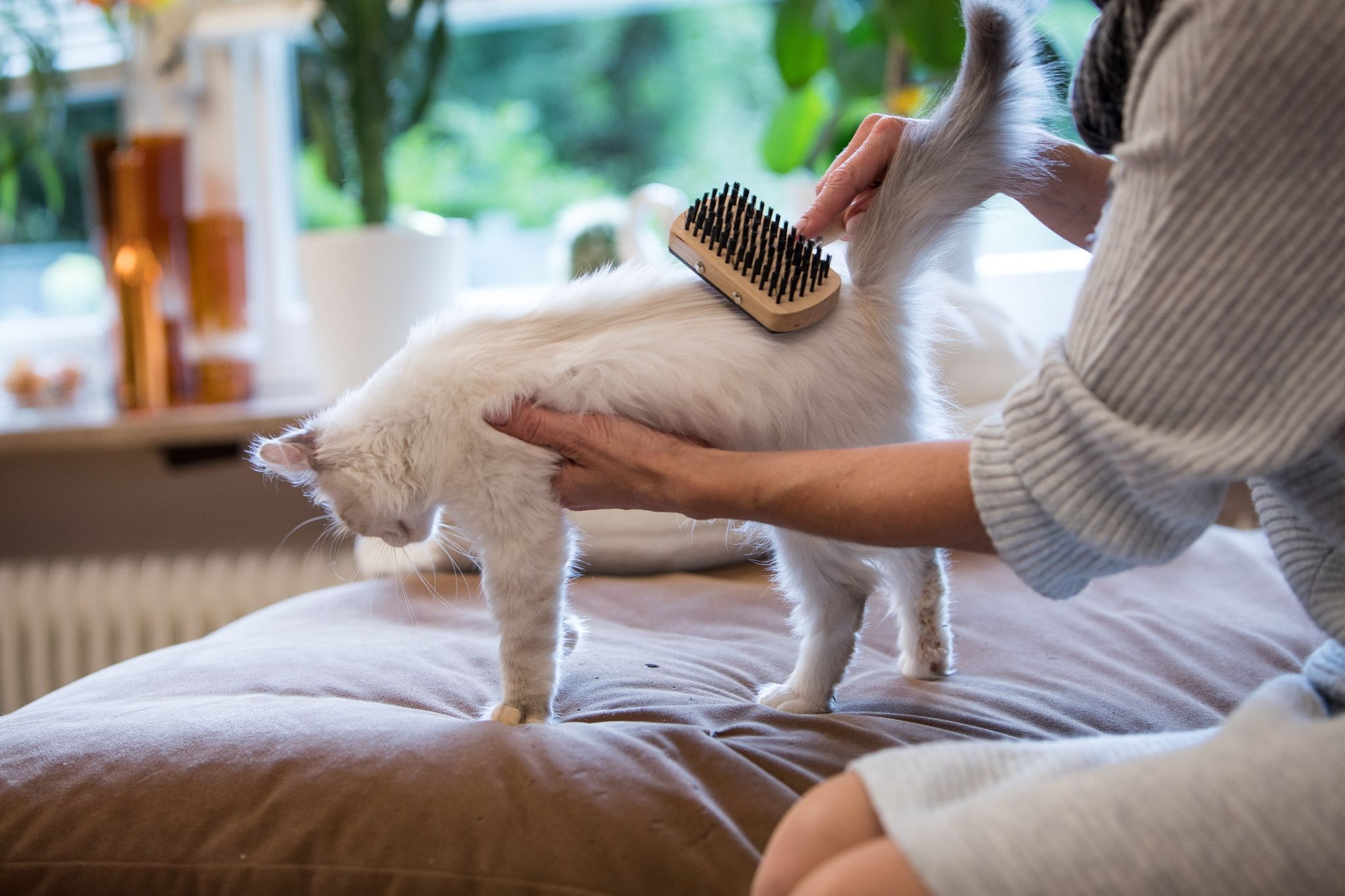 pelaje cuidado del pelaje en perros y gatos