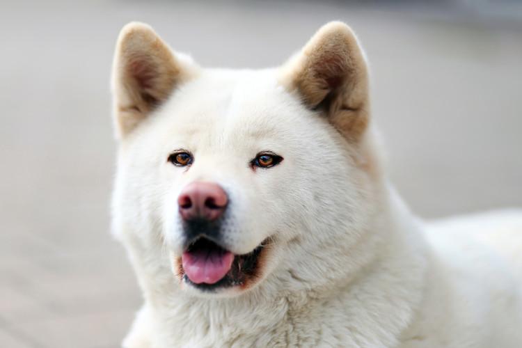 perros japoneses cuales son las razas