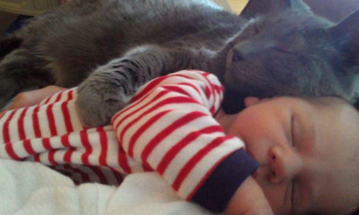 perros y gatos protegiendo a los bebes 1
