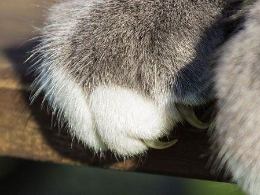 ¿Por qué los gatos se afilan las uñas de las patas?