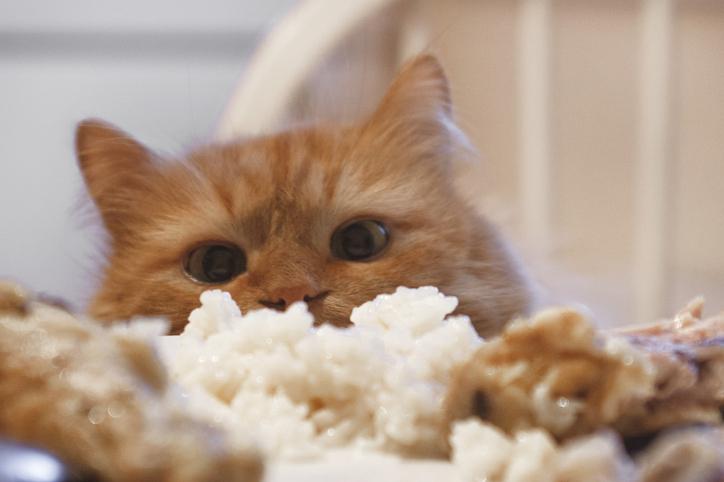 ¿Por qué mi gato no come arroz?