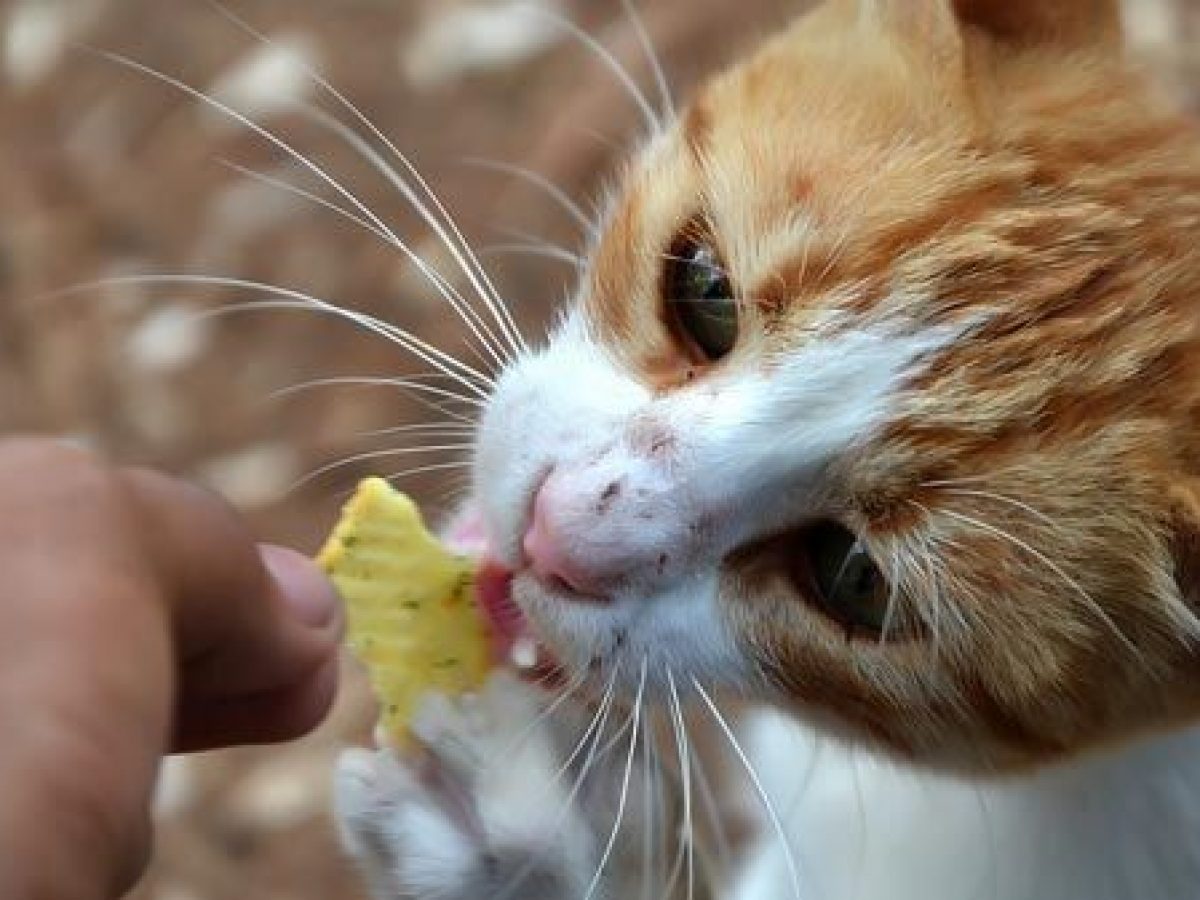 por que no debes alimentar a tu gato con comida para humanos 1