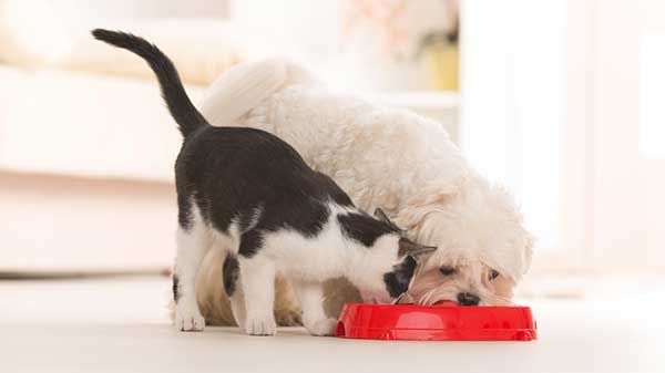 ¿Qué es la dieta yum y la dieta barf para perros y gatos?