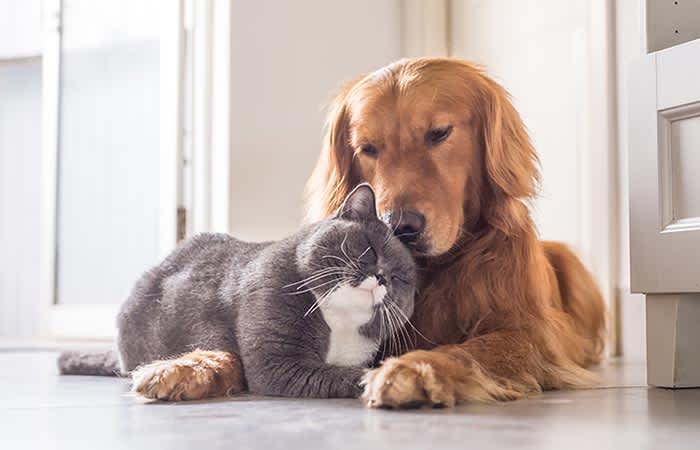 ¿Qué pasaría si un gato y un perro vivieran juntos en la misma casa?