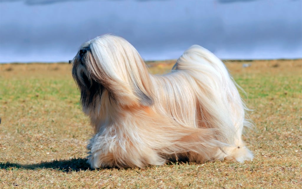 ¿Qué son los perros pequeños de pelo largo?