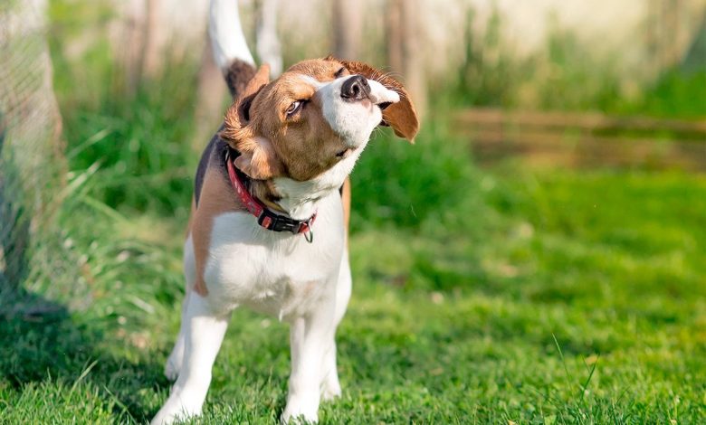 Sacudida de perros: causas y tratamiento