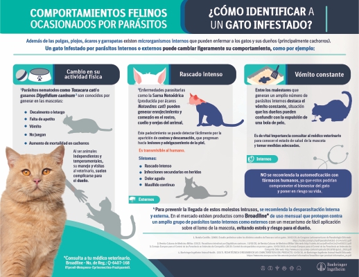 Salud del gato y prevención de enfermedades