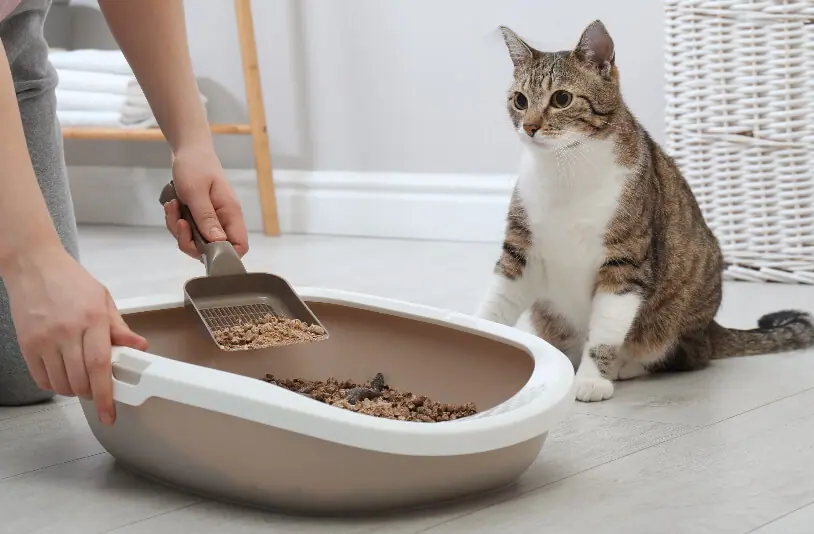 tipos de cajas de arena para gatos 1