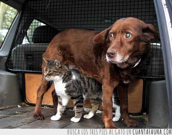 un perro ciego asistido por un gato