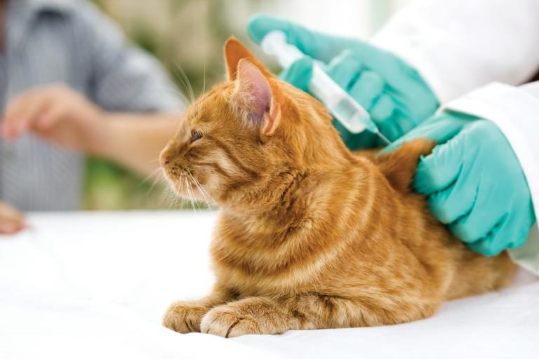 vacuna para gatos