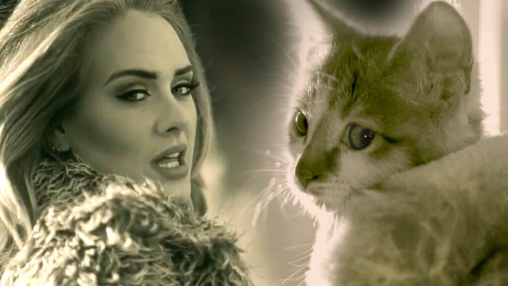 Versión felina de la canción de Adele 'Hello'