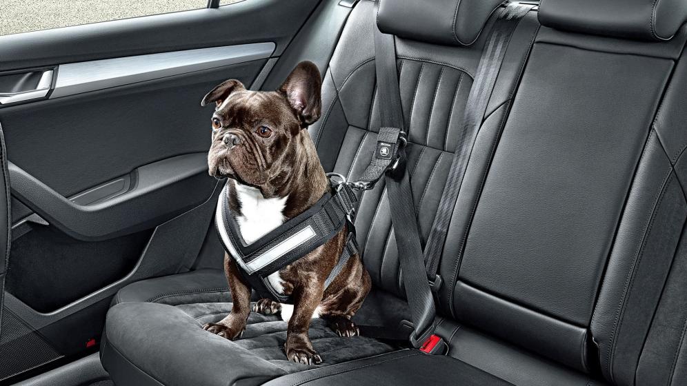 Viajar con mascotas: cómo viajar seguro en coche