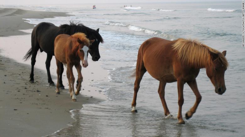 caballos que sobrevivieron huracanes