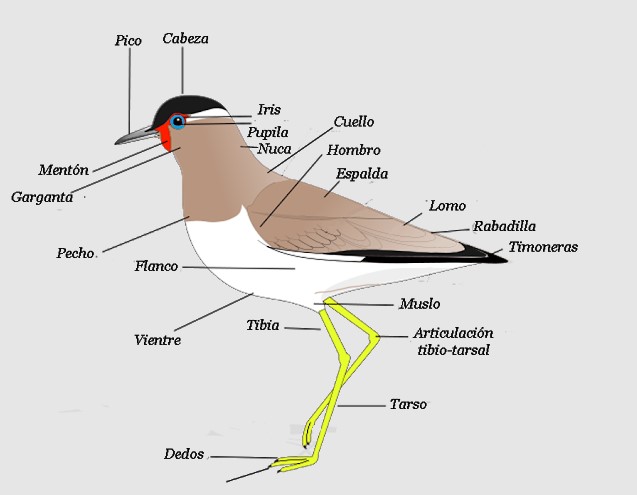 Características de las aves
