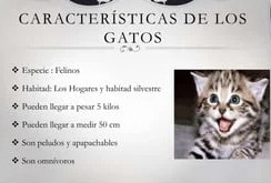 Características físicas de los gatos