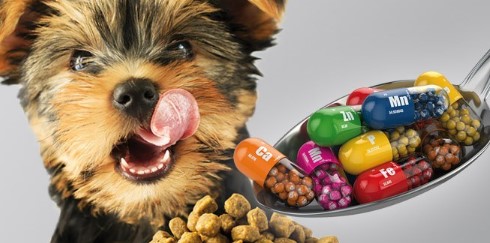 Dietas veterinarias para perros