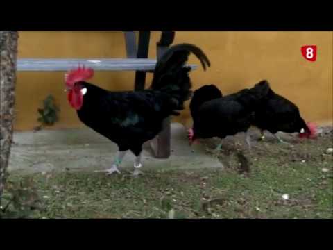 Descubre todo sobre la gallina castellana negra: características, cuidados y curiosidades