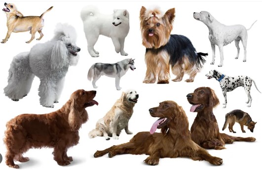 Principales razas de perros